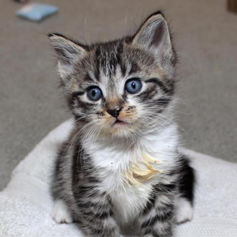 Kitten Foster Care Handbook