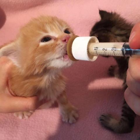 kitten drinking from a syringe
