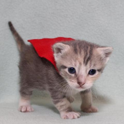 Kitten in a little coat