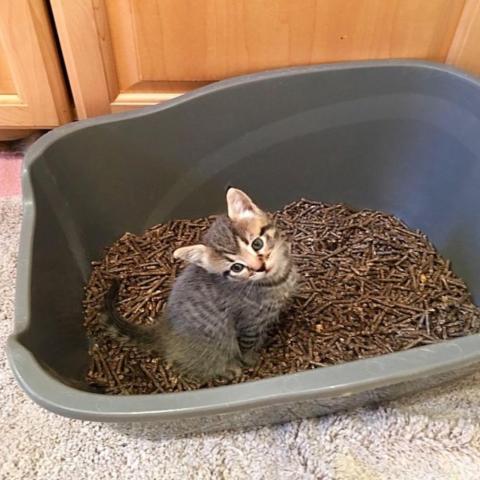 kitten using the litterbox