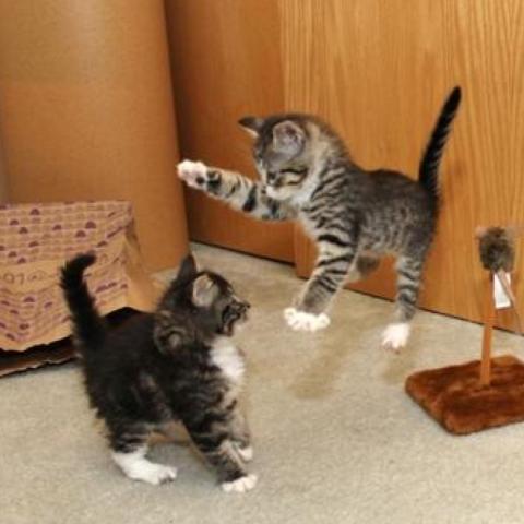 Kittens wrastling