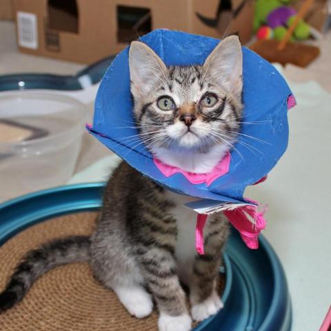cute kitten with an inflatable e-collar
