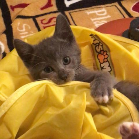 kitten playing in a blanket
