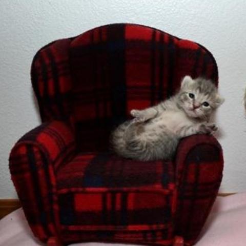 Kitten in a little couch