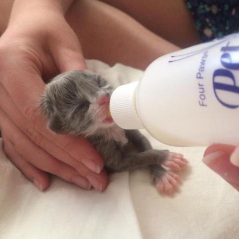 Bottle baby kitten drinking from a bottle