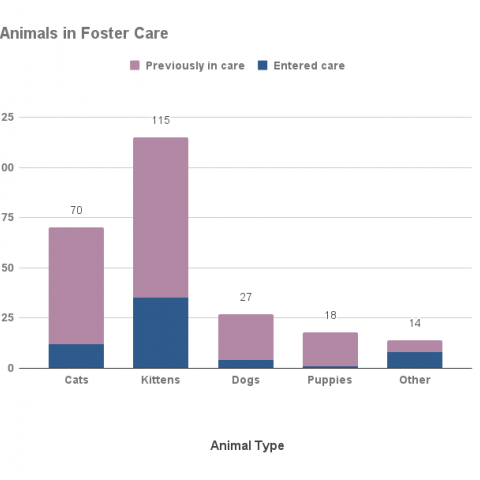 Animals in foster care