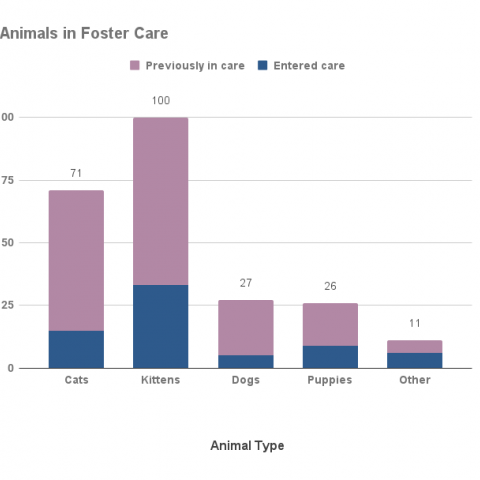Animals in foster care- June 2021