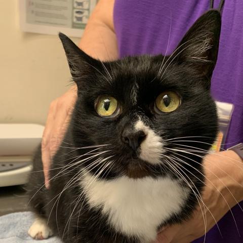 Della (Black), a tuxedo cat