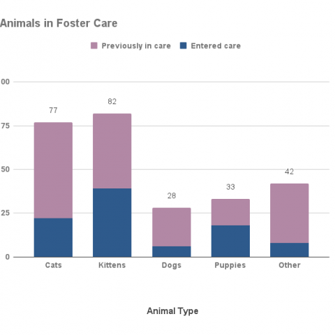 Animals in foster care, August 2021