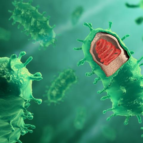 Rabies Virus structure (artist cross-section)