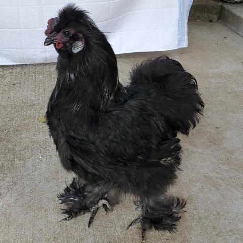 Professor Flitwick, a chicken adopted in September 2021