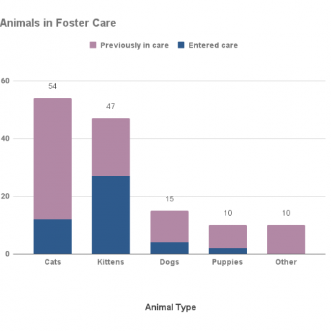 Animals in foster care - November 2021