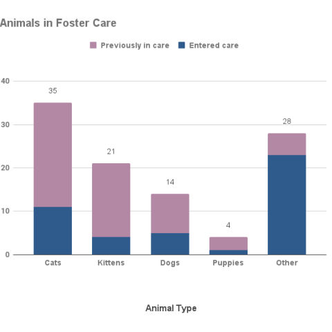 Animals in foster care - January 2022