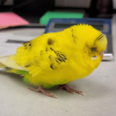 Tweedle, a bird adopted in February 2022