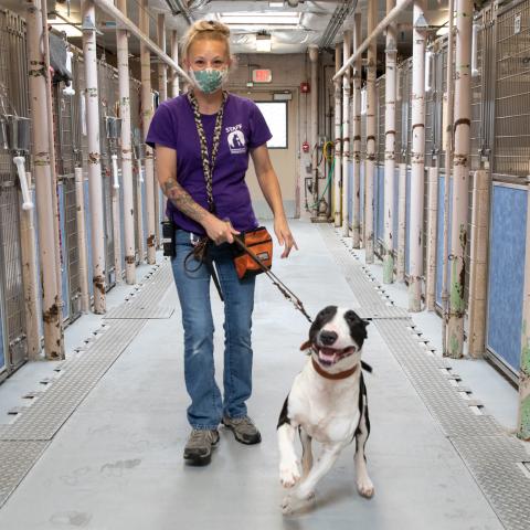 Animal Care staff Jodi with a dog in the kennels