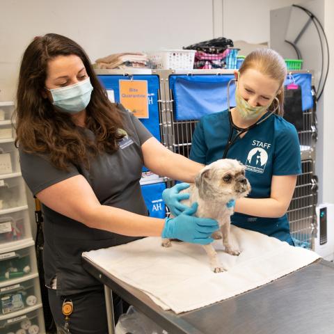 Animal Health staff Tara and Dr. Lee examine a dog