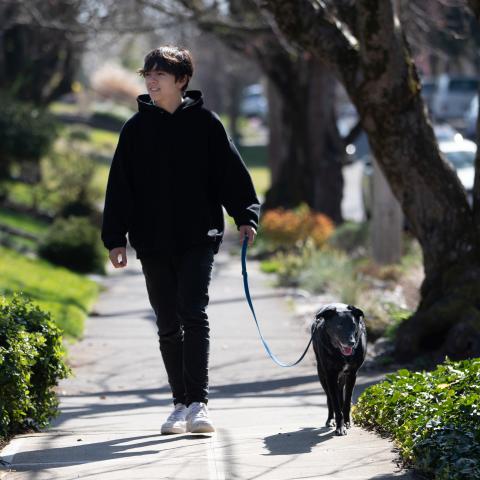 A person walks their dog on the sidewalk on a sunny day