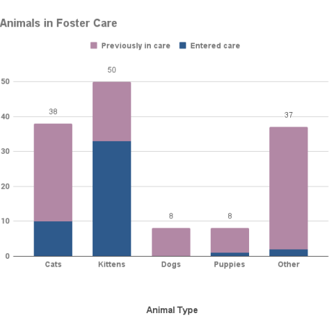 April 2022 Animals in Foster Care