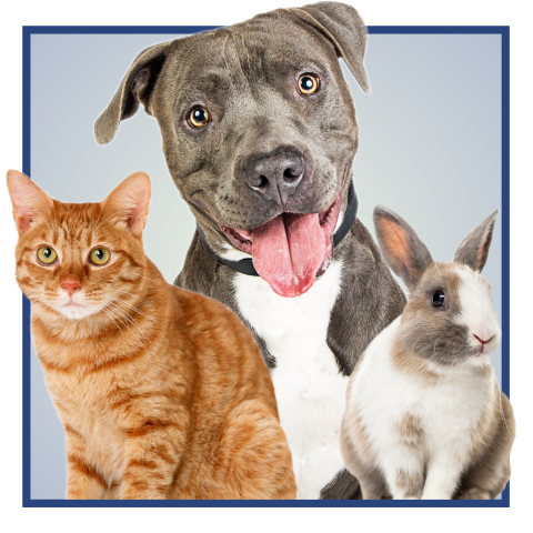 Fee Waived Adoption Event Graphic with dog, cat, and rabbit