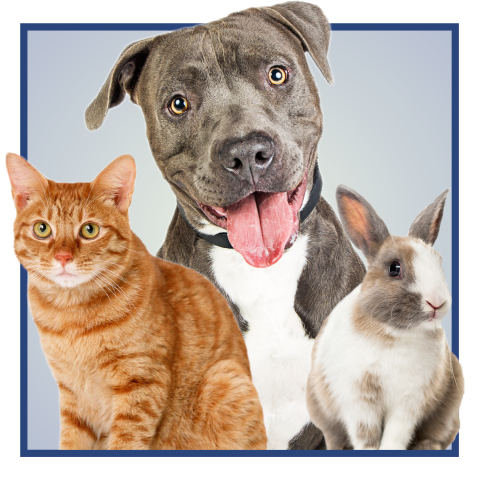 Fee Waived Adoption Event Graphic with dog, cat, and rabbit