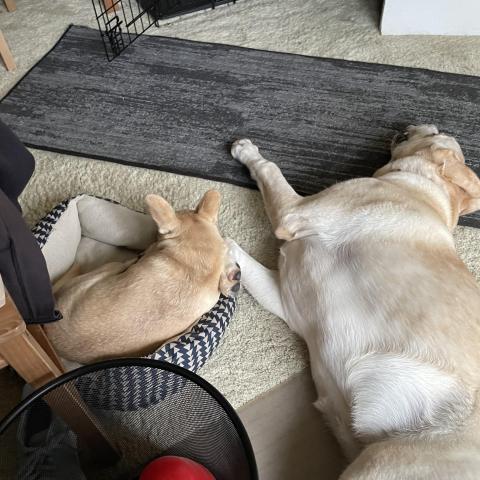 Max the dog laying on the floor next to his doggo sibling