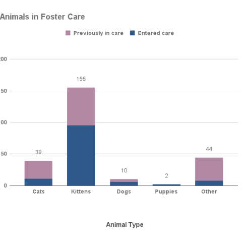Animals in foster care - June 2022