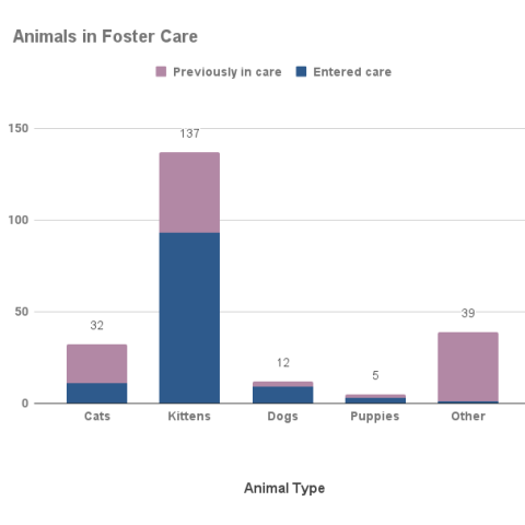 Animals in foster care - August 2022