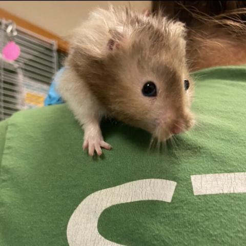 Chappie, a hamster cared for and adopted from MCAS in September 2022