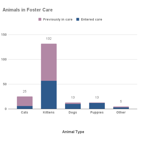 Animals in foster care - October 2022