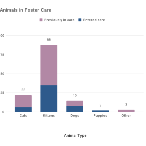 Animals in foster care - November 2022