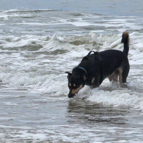 Yahoo the dog sniffs around the surf on the beach