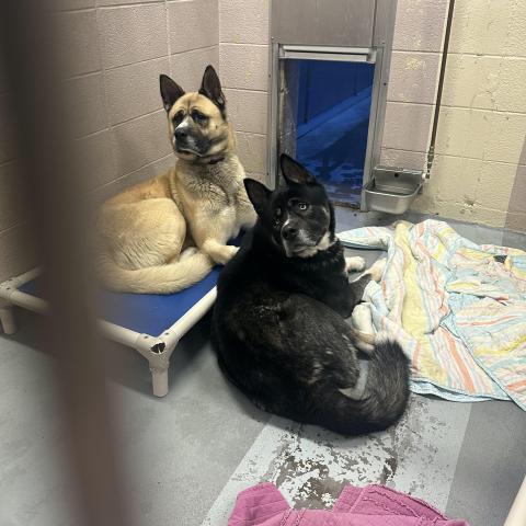 Ninja and Samurai, a bonded pair waiting for adoption together at the MCAS shelter in Troutdale