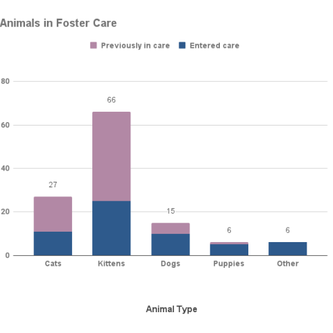 December 2022 Animals in Foster Care