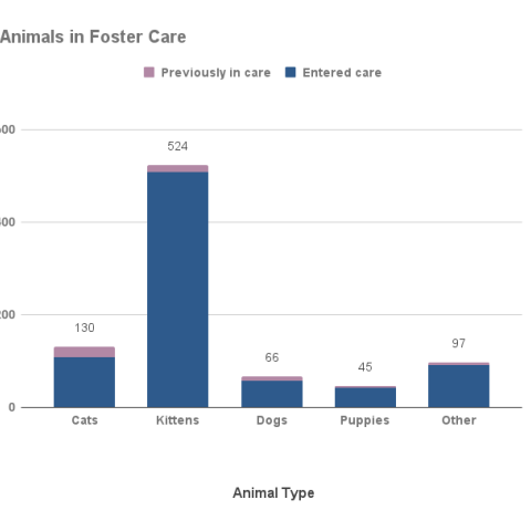 2022 Animals in Foster Care
