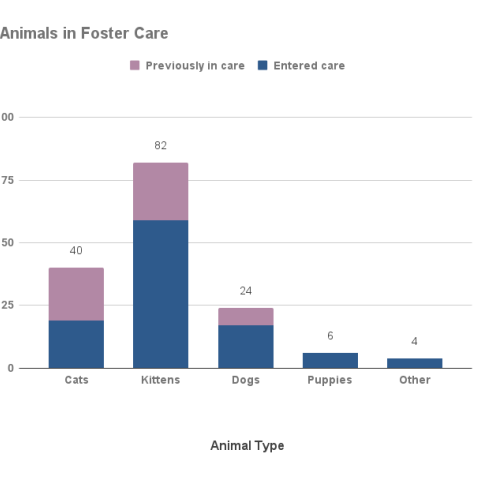 April 2023 - Animals in Foster Care