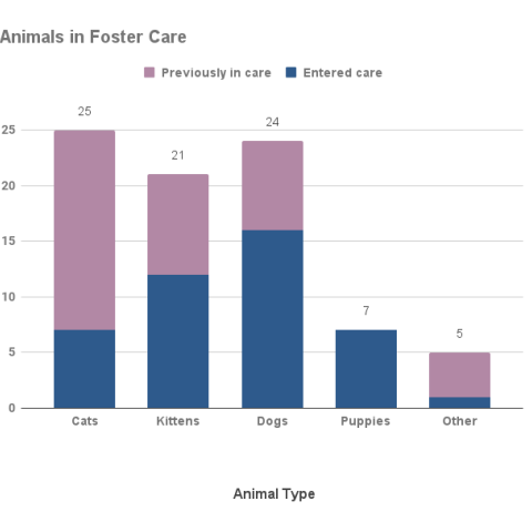 February 2023 - Animals in Foster Care