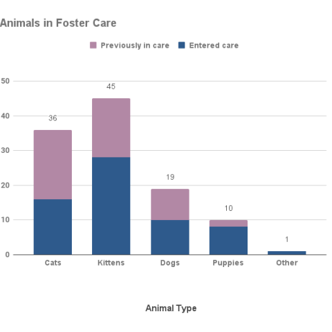 March 2023 - Animals in Foster Care