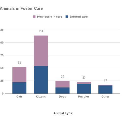 May 2023 - Animals in Foster Care