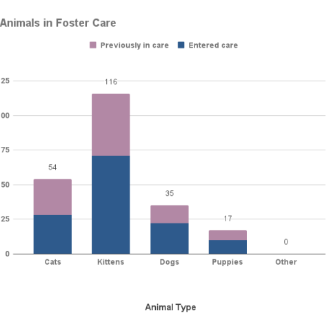 Animals in foster care - November 2023
