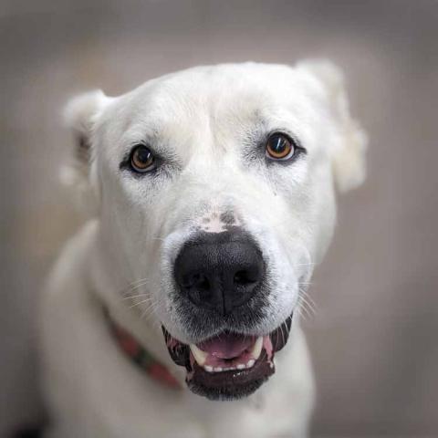 Journey, a dog adopted October 2023