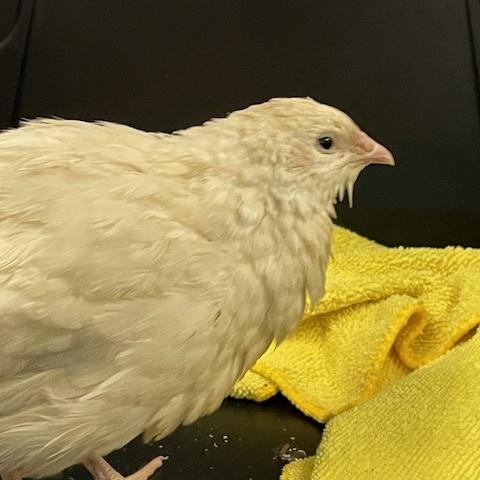 Peep, a quail transferred to Harmony New Beginnings Animal Rescue in January 2024.
