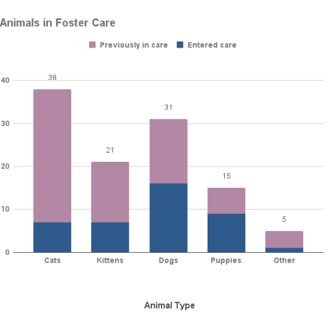 March 2024 - Animals in Foster Care