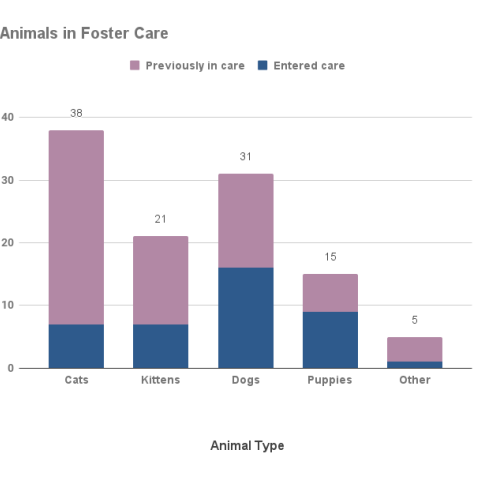 March 2024 Monthly Report | Animal Services