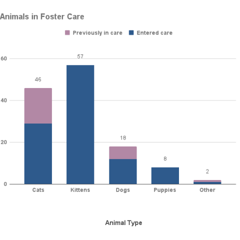 April 2024 - Animals in Foster Care