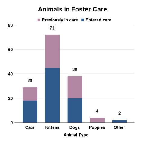 April 2025 animals in foster care