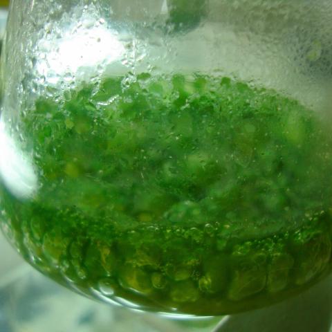 Blue Green Algae