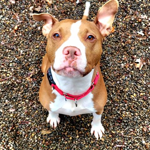 Dotty, a long-term resident dog adopted in April 2025