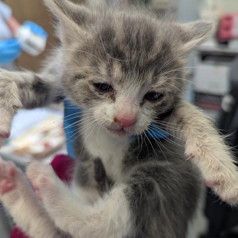 Laverne the kitten when she arrived at the shelter in June 2025