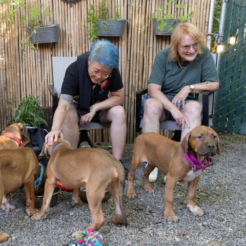 Violinist Lyris Hung and Emily Saliers of The Indigo Girls visit with Mastiff Puppies Backstage at Edgefield