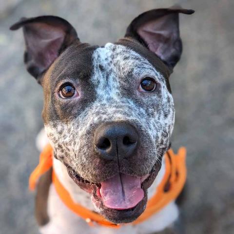 Winnie, a dog adopted in FY 2025